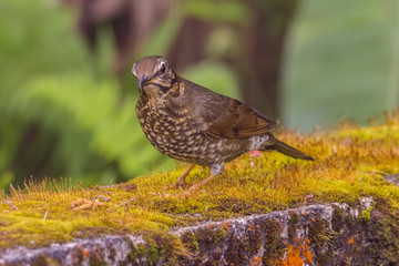 view of a beautiful bird in nature