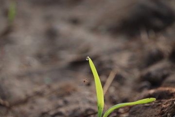 micro shot of sunbeam pas into a water drop on green leaf of corn plant