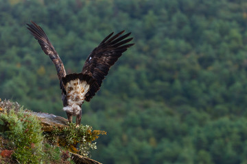 Golden eagle - AGUILA REAL(Aquila chrysaetos)