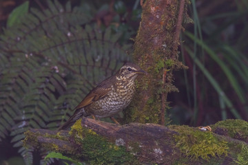 view of a beautiful bird in nature