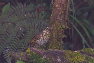 view of a beautiful bird in nature