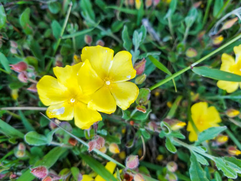 Yellow rock rose flowers