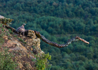 Golden eagle - AGUILA REAL(Aquila chrysaetos)