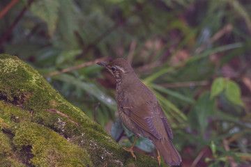view of a beautiful bird in nature