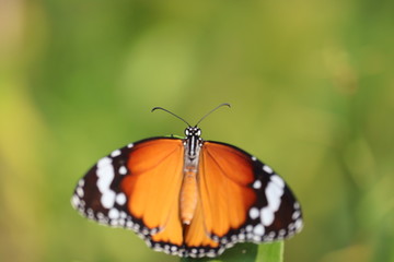 Fototapeta na wymiar outdoors monarch butterfly insect on orange leaf