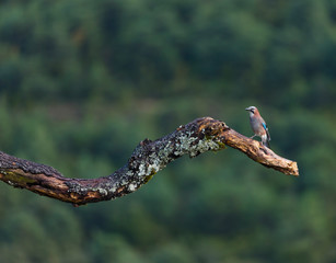 Eurasian jay - ARRENDAJO (Garrulus glandarius)