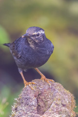 view of a beautiful bird in nature