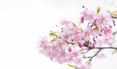 桜の花 河津桜 アップ 白背景 左側にコピースペース