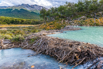 Beaver dam on a track to Laguna Esmeralda in Tierra del Fuego - obrazy, fototapety, plakaty