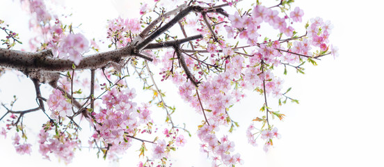 咲き誇る桜の花 河津桜 全景 白背景