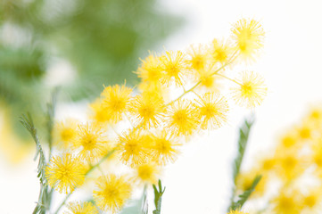 ミモザ 鮮やかな黄色の花 クロースアップ  白背景