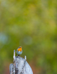  European robin - PETORROJO (Erithacus rubecula)