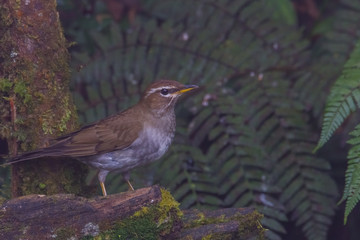 view of a beautiful bird in nature