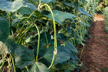 Fresh Yard Long beans bean in garden
