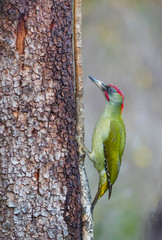 European green woodpecker - PITO REAL (Picus viridis)
