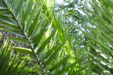 Fototapeta na wymiar Jungle like green, big leaves, plants and trees in exotic destination