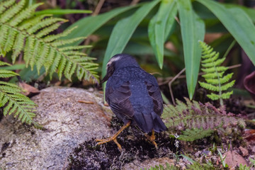 view of a beautiful bird in nature
