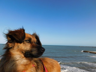 dog on beach
