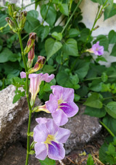 Ganges Primrose, Ganges River asystacia, Chinese violet, Coromandel, Creeping foxglove, Baya, Yaya, Indian asystacia (scientific name: Asystasia gangetica)