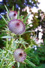 Woolly Spear thistle. Cirsium vulgare
