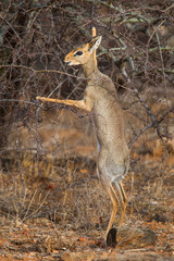 Dik dik surching for food in the bushes of Samburu National Park in Kenya