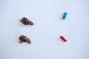 Snails crawl towards a blue and red capsule on a white background