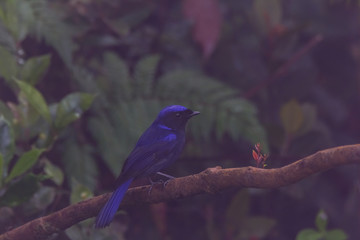 view of a beautiful bird in nature