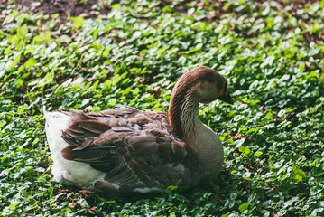 A Big Toulouse goose sits on the green grass in the park