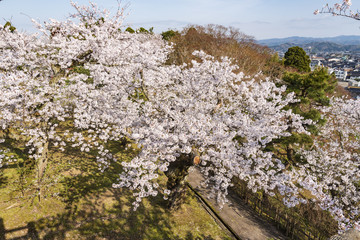 見頃を迎えた桜