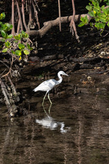 Immature little blue heron hunting on mangrove shoreline
