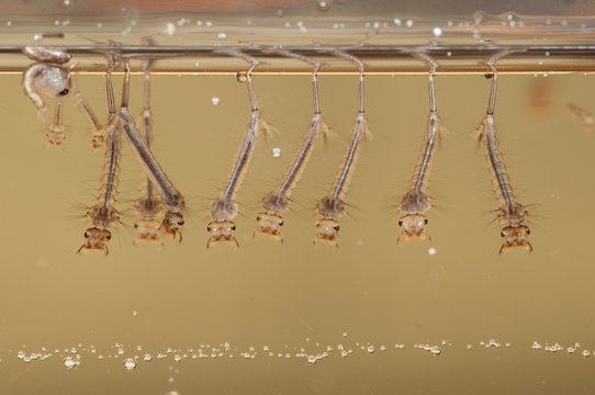 Mosquito larvae (Culex pipiens) in a pond, Italy, Europe