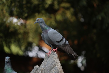outdoors pet pigeon bird on rock at jaipur in India