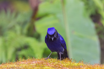 view of a beautiful bird in nature