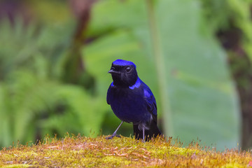 view of a beautiful bird in nature