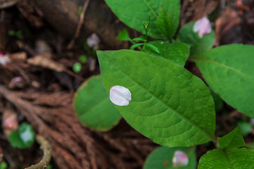 落ちても綺麗な桜