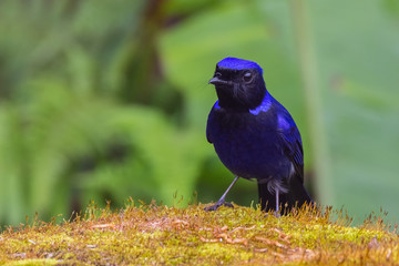 view of a beautiful bird in nature