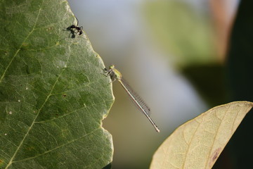 outdoors antenna insect and dragonfly insect on leaf of glossy tree