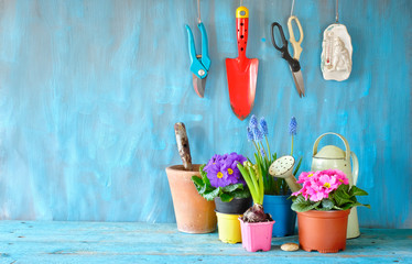 young flowers in the springtime with gardening tools on grungy background