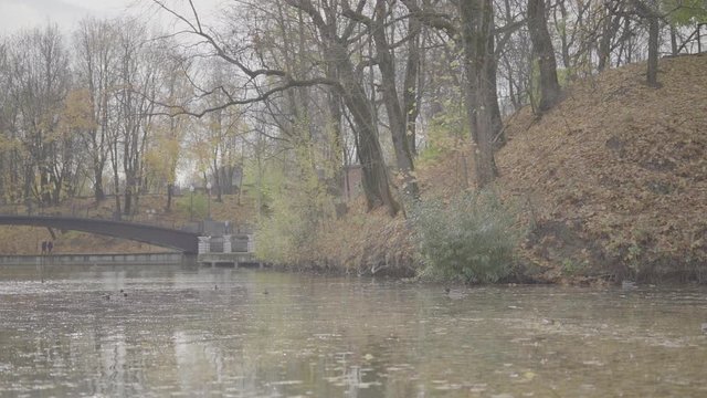 Ducks on a string pond in a park, water covered with old leaves.