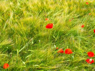 Fototapeta premium Wheat field with poppy