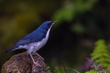 view of a beautiful bird in nature