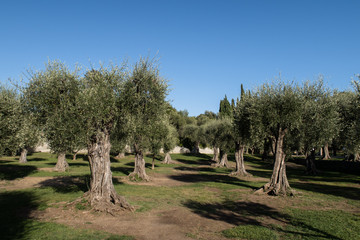 NICE, FRANCE - SEPTEMBER 13, 2017: Garden des Arenes de Cimiez: this garden is a vast olive grove,...