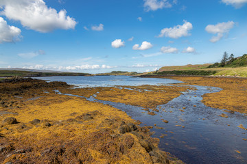 The summer view of swamp on Isle of Skye in Scotland