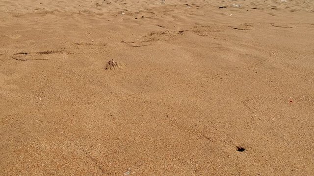Crab Coming out from Hole and Scuttering Across Sand