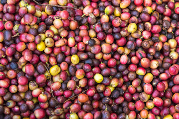 Fresh coffee cherry beans background.
