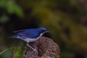 view of a beautiful bird in nature