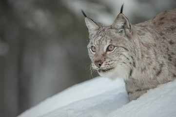 Eurasian Lynx Stalking Prey in Snow