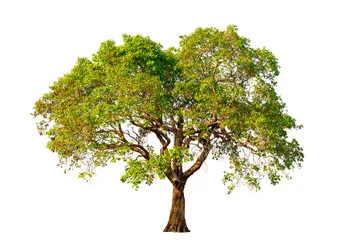  Tree with green leaves on a white background © MrWirot