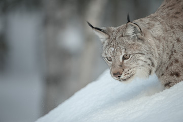 Eurasian Lynx Stalking Prey in Snow