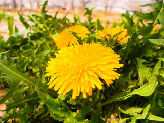 Yellow dandelion on the green grass. summer landscape